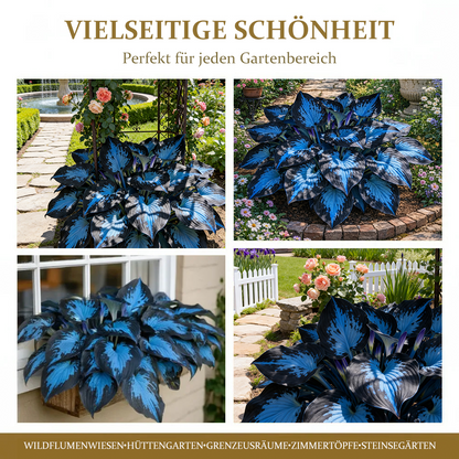 🔥Premium Rare Hosta Seeds🌿Shade-Tolerant Plant
