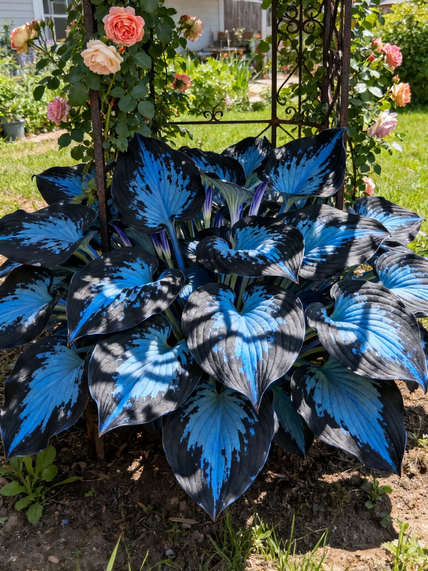 🔥Premium Rare Hosta Seeds🌿Shade-Tolerant Plant